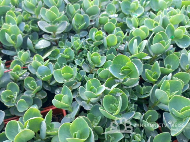 SEDUM EWERSII ROSE