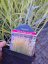 PROSO PRUTNATÉ - PANICUM VIRGATUM BUFFALO GREEN