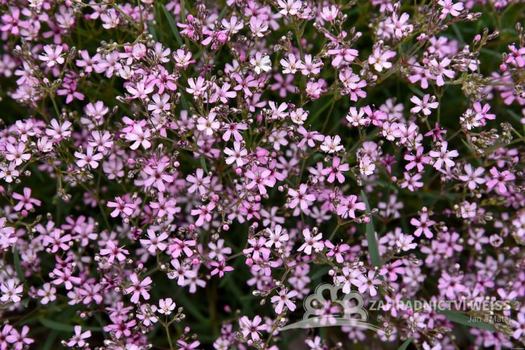 ŠATÉR PLAZIVÝ - GYPSOPHILA REPENS KNUDDEL