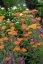 ACHILLEA MILLEFOLIUM WALTHER FUNCKE