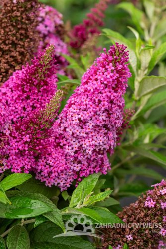 MOTÝLÍ KEŘ – BUDDLEJA DAVIDII BUTTERFLY CANDY LITTLE CERISE