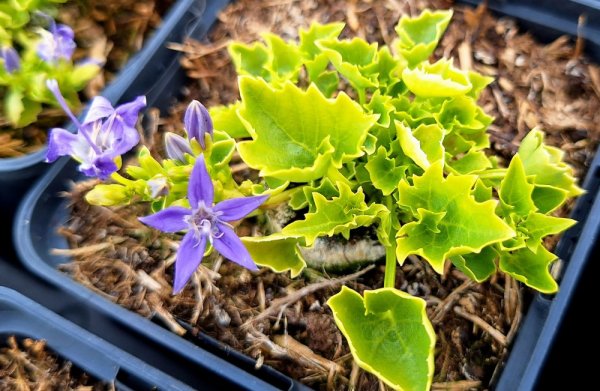 CAMPANULA GARGANICA DICKSON´S GOLD