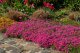 PHLOX SUBULATA - SCARLET FLAME