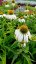 ECHINACEA PURPUREA WHITE SWAN