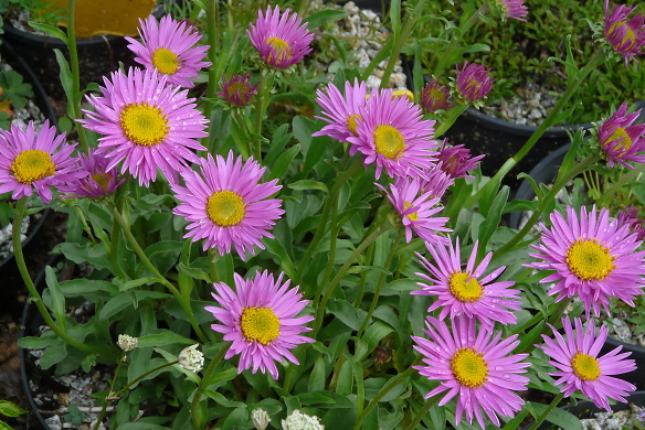 ASTRA - ASTER ALPINUS - HAPPY END