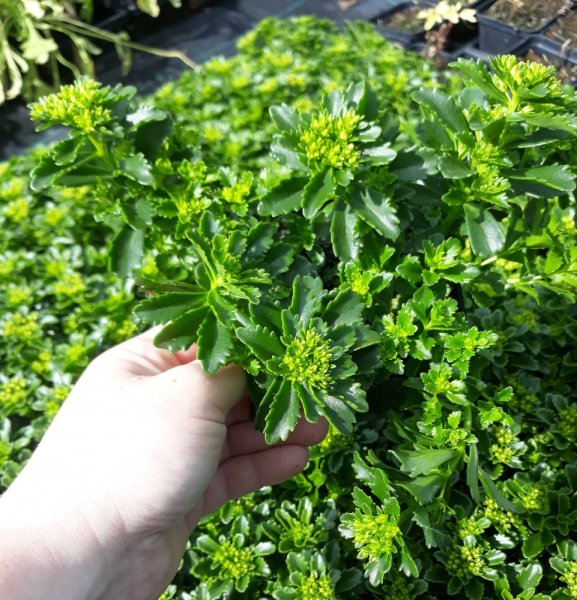 SEDUM HYBRIDUM - LITTLE MISS SUNSHINE