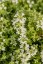 MATEŘÍDOUŠKA - THYMUS HIGHLAND CREAM
