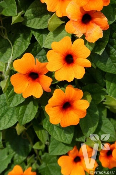 ČERNOOKÁ ZUZANA - SUNNY SUSY NEW ORANGE