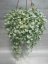 DICHONDRA SILVER FALLS