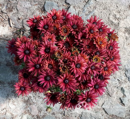 RUDBECKIA x HYBRIDA FLAMENCO TRUE RED ®