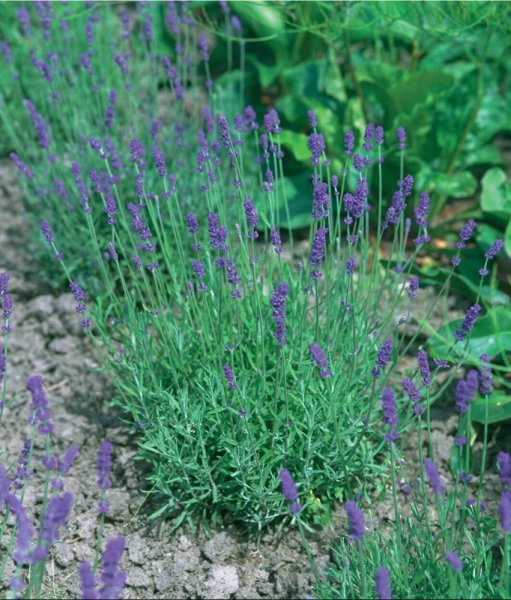 LEVANDULE HIDCOTE BLUE STRAIN