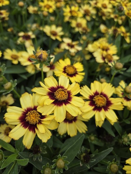 COREOPSIS GRANDIFLORA UPTICK YELLOW & RED