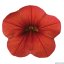 MILLION BELLS – CALIBRACHOA METRO EARLY ORANGE