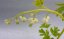SRDCOVKA NÁDHERNÁ - DICENTRA SPECTABILIS ALBA