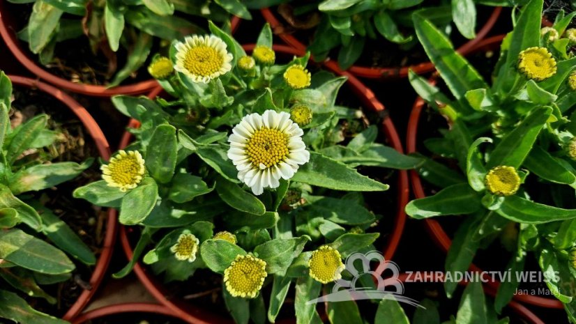 KOPRETINA LEUCANTHEMUM x SUPER. SWEET DAISY SHELLY