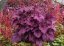 HEUCHERA WILD ROSE