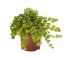 LYSIMACHIA