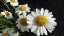 KOPRETINA - LEUCANTHEMUM VULGARE MAIKÖNIGIN