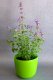 ŠANTA KOČIČÍ - NEPETA FAASSENII PURSIAN BLUE