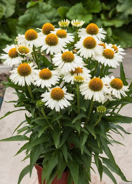 ECHINACEA MEDITATION WHITE