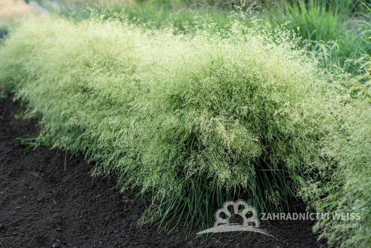 METLICE TRSNATÁ - DESCHAMPSIA CAESPITOSA PALAVA