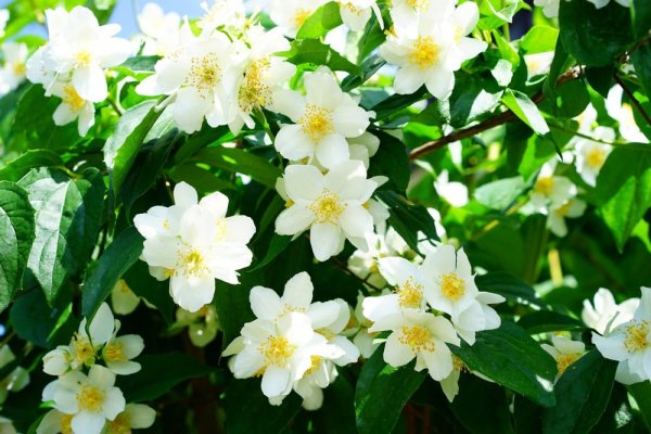 JASMÍN NEPRAVÝ PHILADELPHUS „MONT BLANC“