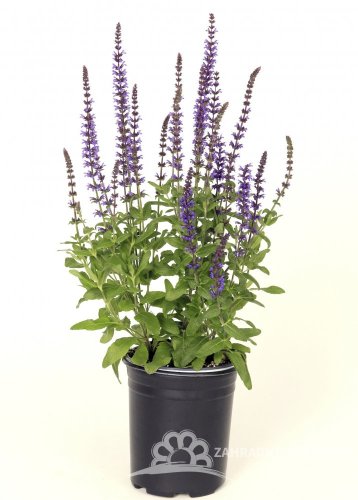 ŠALVĚJ NÁDHERNÁ - SALVIA SUPERBA 'MERLEAU BLUE COMPACT'