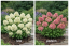 HORTENZIE LATNATÁ - HYDRANGEA PANICULATA  PETITE STAR
