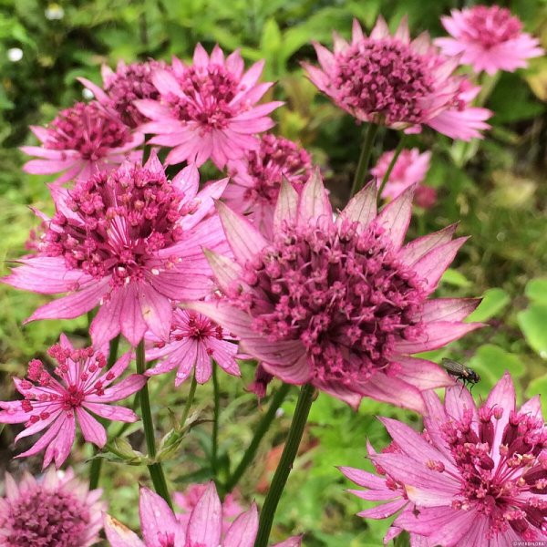ASTRANTIA MAJOR ROMA – JARMARKA VĚTŠÍ