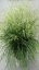 METLICE TRSNATÁ - DESCHAMPSIA CAESPITOSA TARDIFLORA