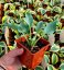 HOSTA MEDIUM WATERSLIDE
