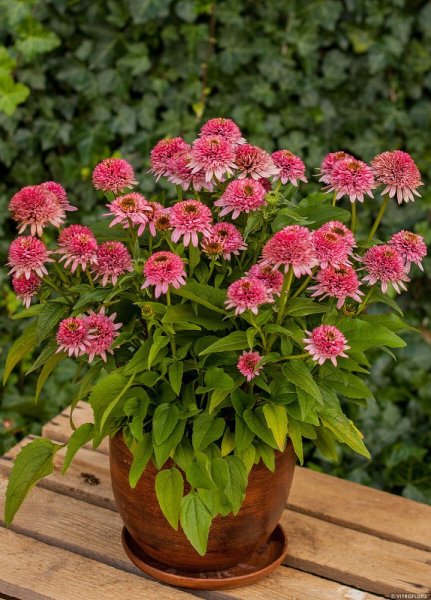 TŘAPATKA - ECHINACEA " BUTTERFLY KISSES"
