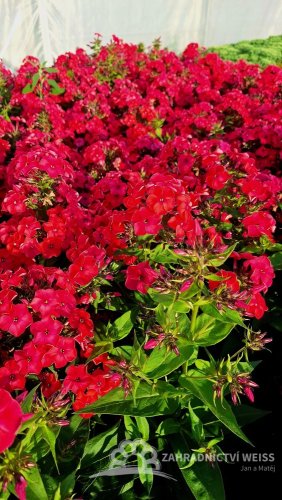 PHLOX PANICULATA - FLAME WATERMELON ®