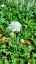 HLAVÁČ - SCABIOSA FLUTTER PURE WHITE
