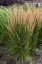 CALAMAGROSTIS x ACUTIFLORA KARL FOESTER