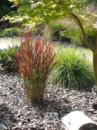 PROSO PRUTNATÉ - PANICUM VIRGATUM SANGRIA