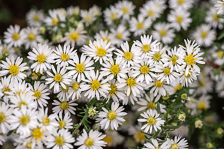 ASTRA - HVĚZDNICE VŘESOVCOVÁ – ASTER ERICOIDES SCHNEETANNE