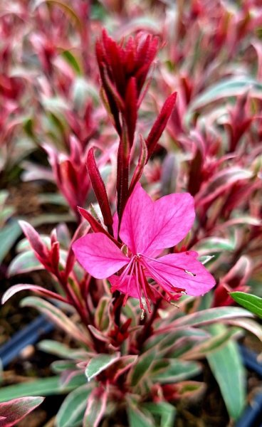 GAURA LINDHEIMERI GAMBIT VARIEGARA ROSE
