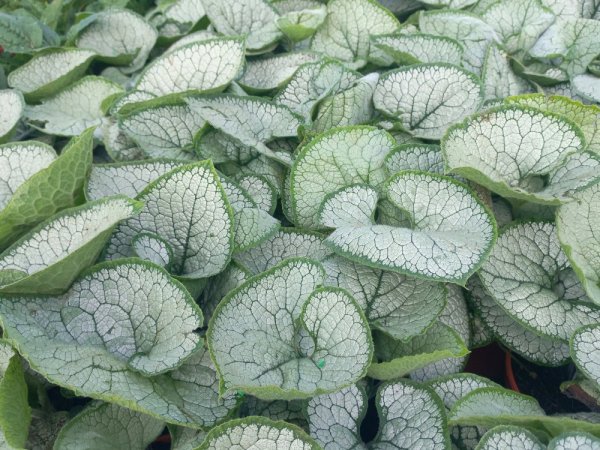 POMĚNKOVEC – BRUNNERA MACR. SILVER HEART