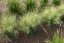 METLICE TRSNATÁ - DESCHAMPSIA CAESPITOSA PALAVA