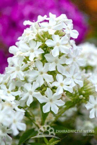 PHLOX PANICULATA EARLY WHITE ®