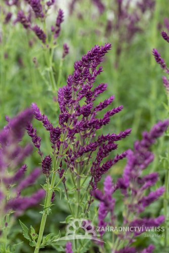 ŠALVĚJ HAJNÍ - SALVIA NEMOROSA SCHWELLENBURG