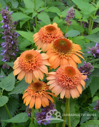 TŘAPATKA - ECHINACEA "SUPREME CANTALOUPE"