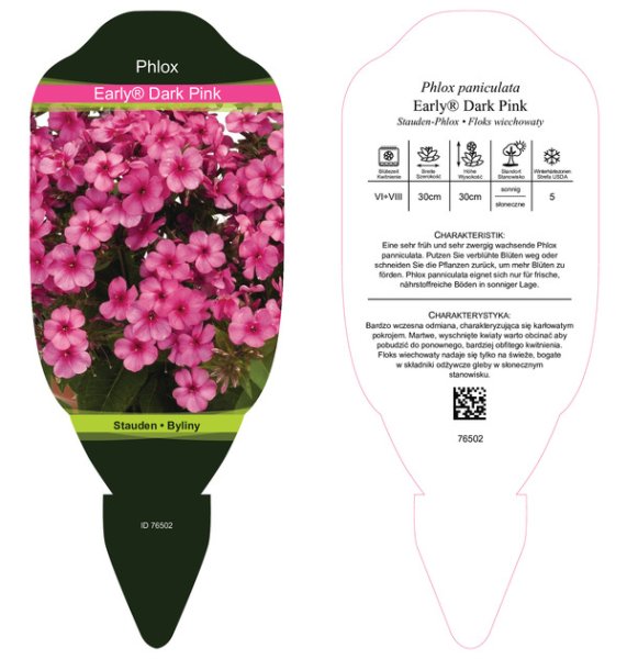 PHLOX EARLY DARK PINK