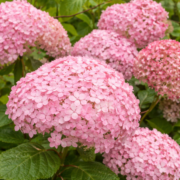 HORTENZIE STROMKOVITÁ – HYDRANGEA ARBORESCENS ‘PINK ANNABELLE’