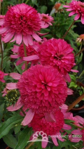 ECHINACEA HYBR. SOUTHERN BELLE