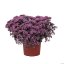 SEDUM SUNSPARKLER CHERRY TART®