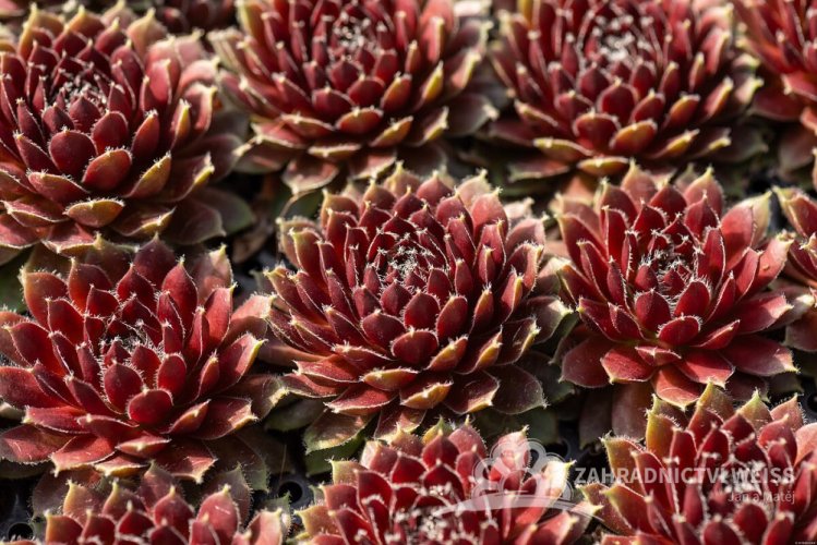 NETŘESK - SEMPERVIVUM HYB. CASSIOPEA
