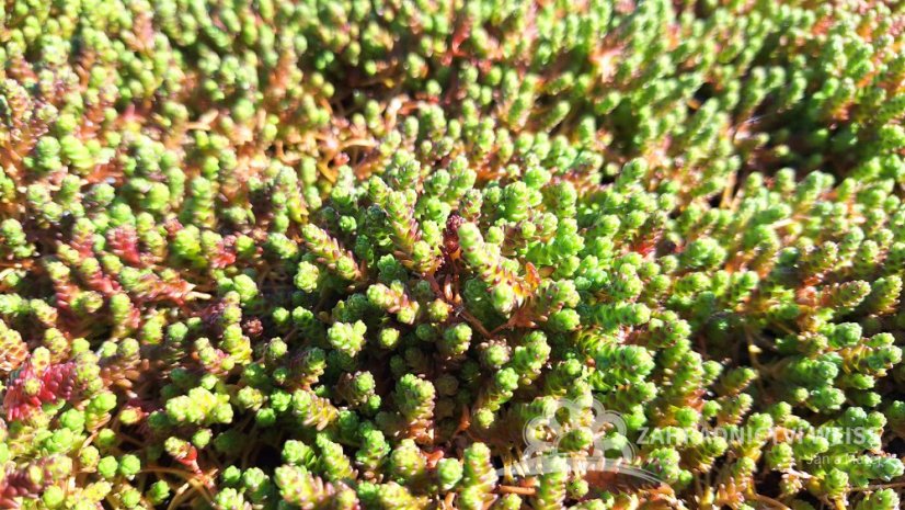 SEDUM ACRE YELLOW