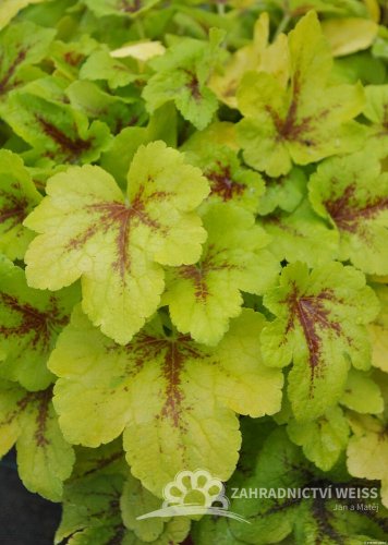 HEUCHERELLA HYB. MOJITO